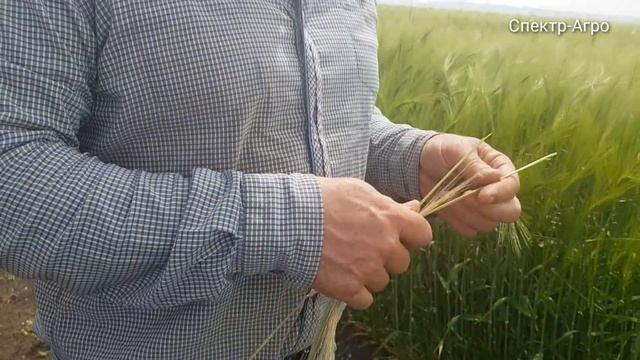 Озимый ячмень у Ревы Сергея. Преимущества сорта Хайлайт смотреть онлайн