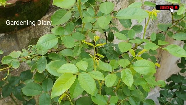 எலுமிச்சை மஞ்சள் நிற ரோஜா - Anny Duperey Rose from my terrace garden Anny Duperey rose from Keral смотреть онлайн