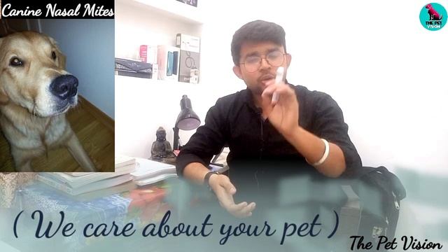 sneezing in dogs || canine nasal mites || नाक से खून आना || छींक आना || खुजली होना || sneezing dogs смотреть онлайн