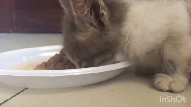 Нашли новорождённого котёнка! Теперь он живёт у нас ❤️ Нашли,покормили, напоили, поиграли, забрали❤