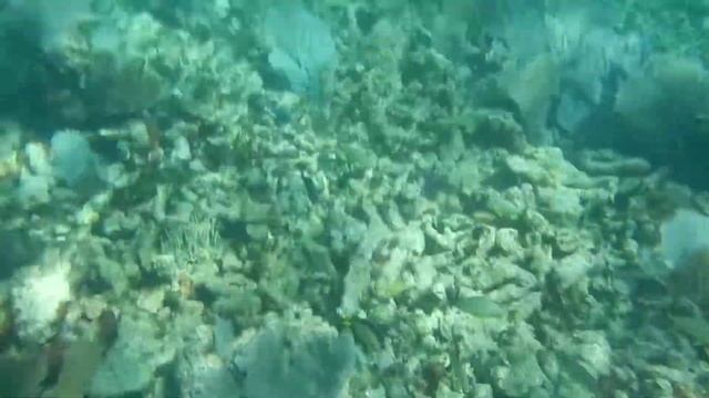 USA, Atlantic ocean Nikon Colpix underwater october 2013, США, ПОДВОДНАЯ КАМЕРА смотреть онлайн