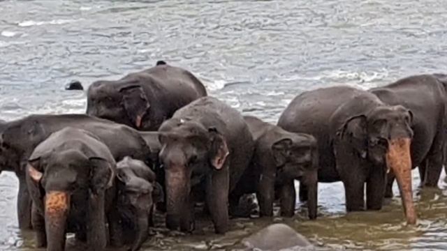 Туры на Шри-Ланку из Алматы | Отдых на Шри-Ланке, часть 1 смотреть онлайн