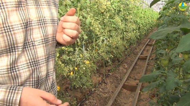 Интересный вкус и цвет черри TM 02488 F1. смотреть онлайн