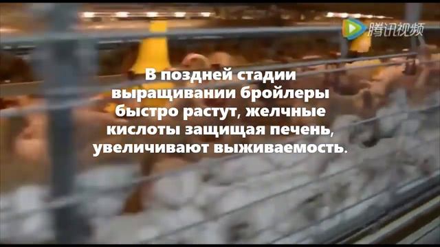 Добавление желчных кислот заменяя 30-50 Ккал обменной энергии, снижает затраты корма смотреть онлайн
