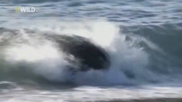 КАСАТКА Водный убийца смотреть онлайн