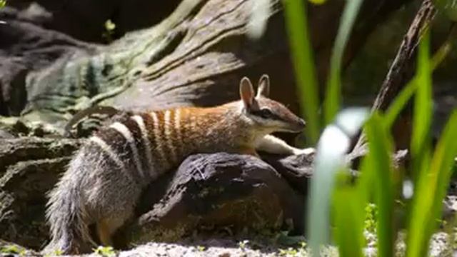 Numbat Facts - Facts About Numbats