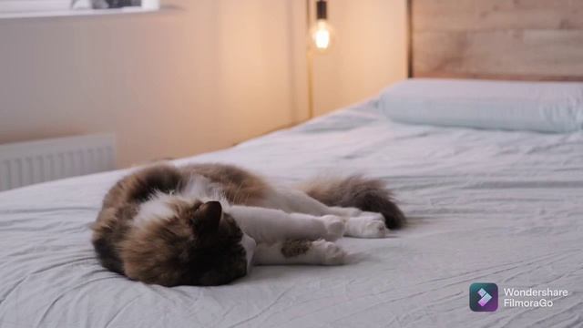 нежный и крепкий сон релакс rilassamento del sonno dolce e profondgentle and deep sleep relaxation смотреть онлайн