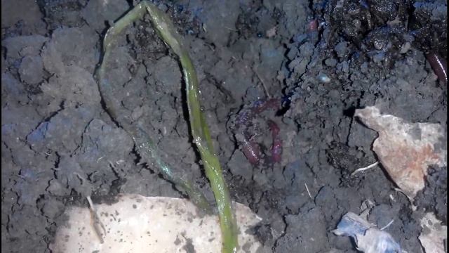 Червячная ферма, разведение земляных червей смотреть онлайн