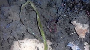 Червячная ферма, разведение земляных червей