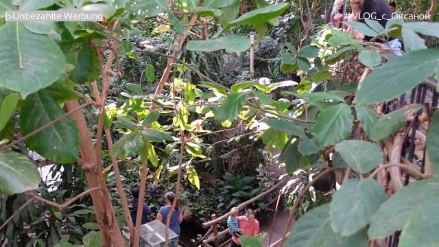 ВЛОГ выходного дня - Серия 10 (1)- Потсдам: Невероятная экспозиция в Биосфере, обед у пруда смотреть онлайн