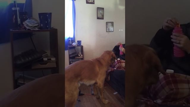 Teddy plays Bubble Pop смотреть онлайн