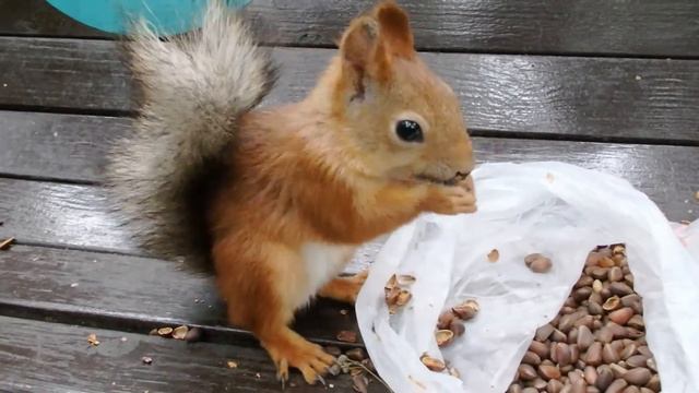 Белки кушают, выясняют отношения и не дают себя погладить смотреть онлайн