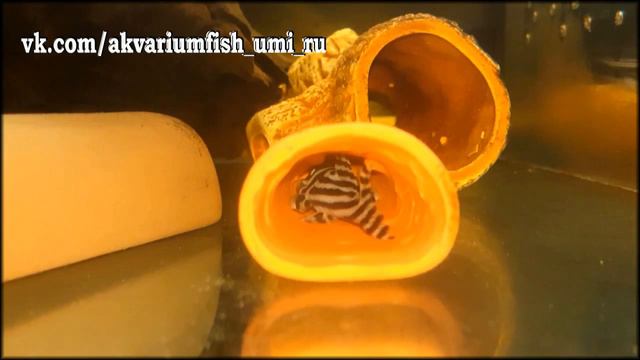 L-046 Гипанциструс Зебра (L-046 Hypancistrus Zebra) 18/05/18г. смотреть онлайн
