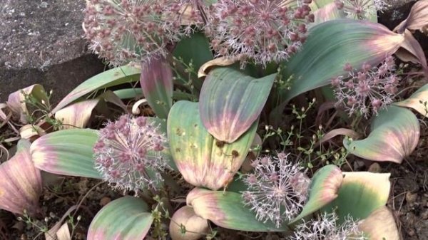 Allium karataviense Regel  pol. Czosnek karatawski