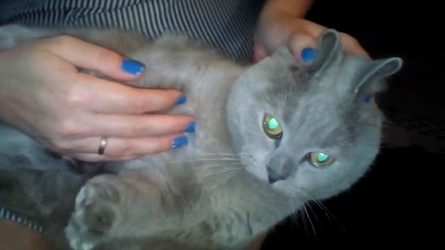 Как сделать из британского кота зайца смотреть онлайн