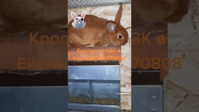 продажа крольчат породы НЗК смотреть онлайн