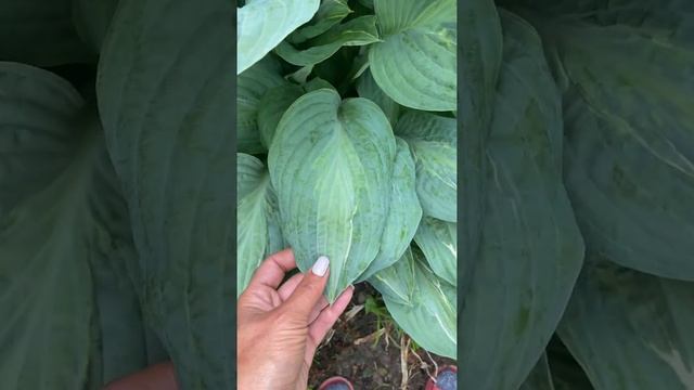 Сад хост в Бийске 2021( Hosta Garden 2021) Хоста Киви фол Монти