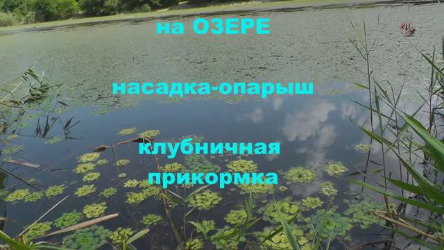 Рыбалка на Озере, Ловля Карася на Поплавок и Поплавок с КИВКОМ. Fishing angeln câu cá memancing смотреть онлайн