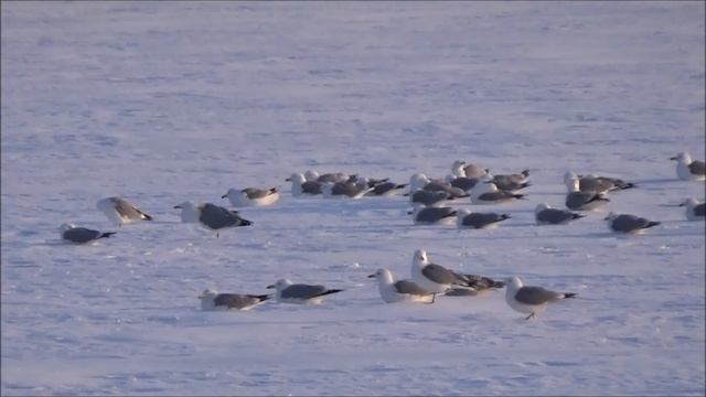 Ярославль.  Прогулки по городу.  18 марта 2018 года.