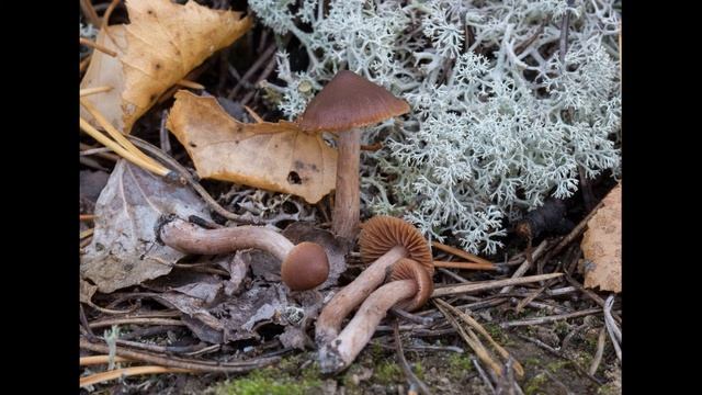 Cortinarius cicindela смотреть онлайн