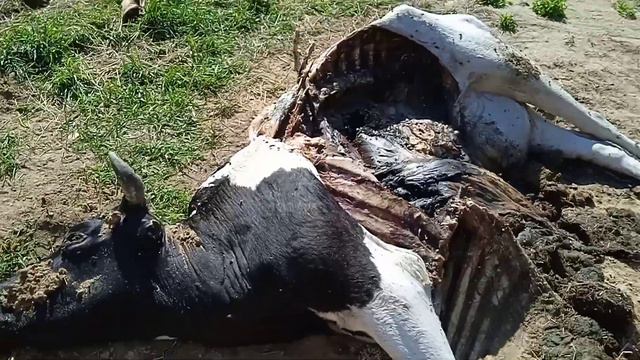КСУП КОШЕВИЧИ, 01.06.2022г. Вот как смотрят коров в горе-организации!!! смотреть онлайн