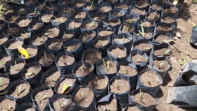 como germinar AGAVE ESPADIN o MAGUEY silvestre. parte 6 смотреть онлайн