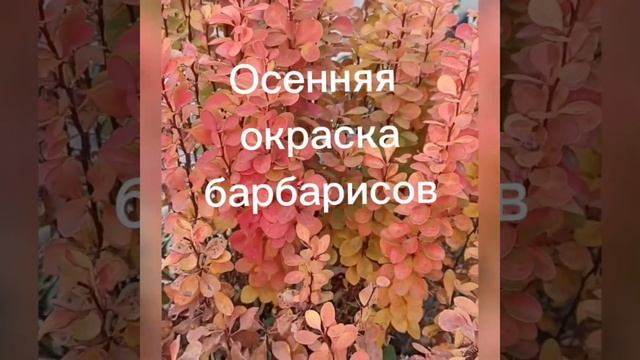 Номер один для ландшафтного дизайна! Он лучший! смотреть онлайн