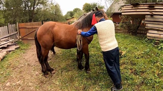 ЖЕРЕБЧИК ПО БУЦЕФАЛУ/КОНІ ЗАКАРПАТТЯ/КОНІ ВАГОВОЗИ/КОНІ В УКРАЇНІ смотреть онлайн