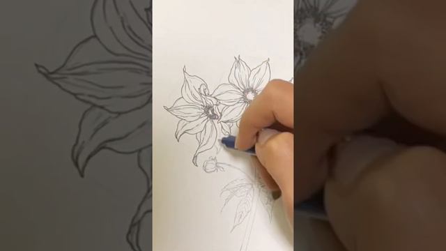 Tree dahlia pencil drawing.皇帝ダリア смотреть онлайн