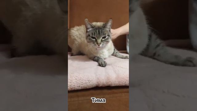 20 февраля - День любви к домашним питомцам! смотреть онлайн