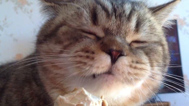 MaD ест мороженку смотреть онлайн