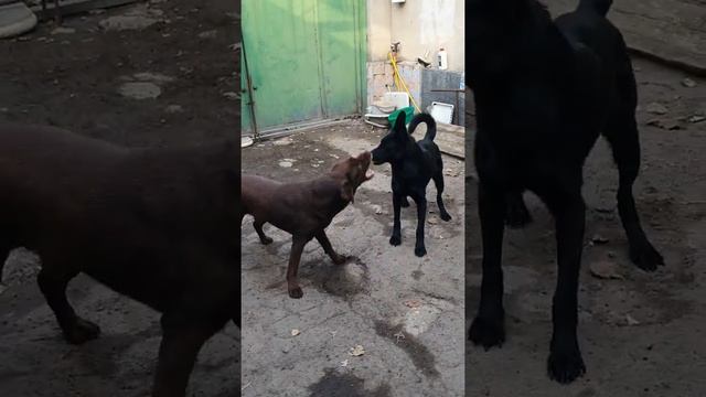 Лабрадор защитник. Чёрная немецкая овчарка и шоколадный лабрадор. смотреть онлайн