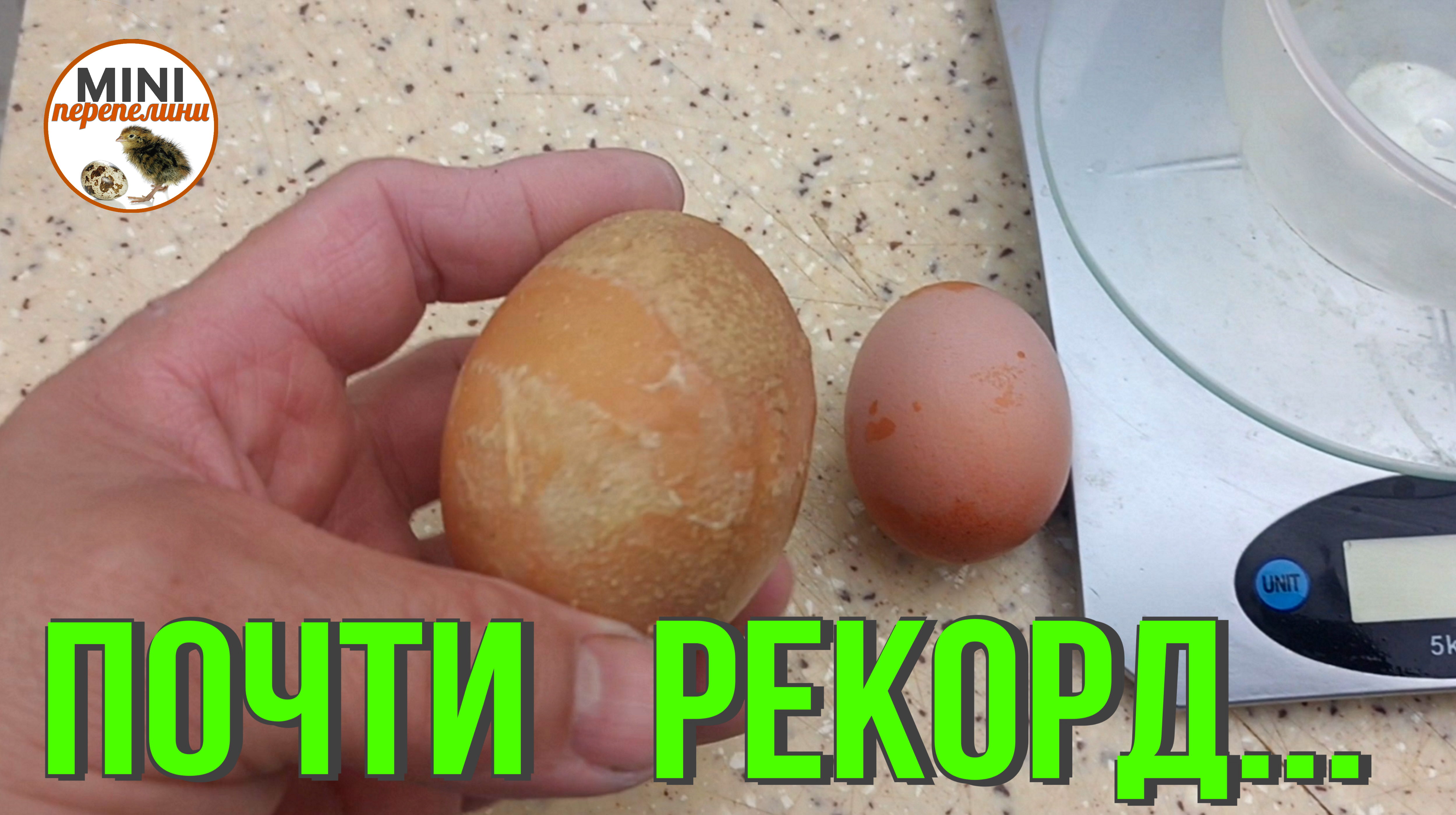 Яйцо  гигант. Это почти рекорд...