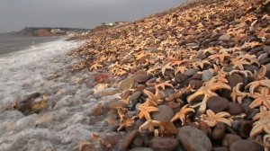 Морские звезды