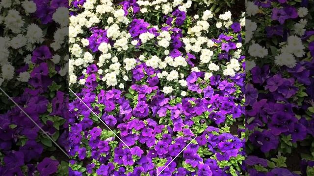 Blue Beauties @ Flower Dome смотреть онлайн