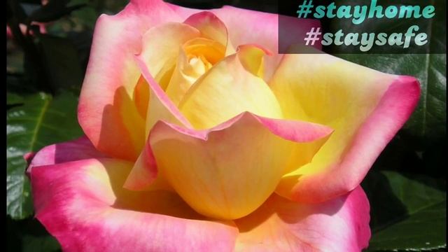 119 - Know All About The 9 Varieties Of Peace Rose || Francis Meilland Peace Rose || Floral G. смотреть онлайн