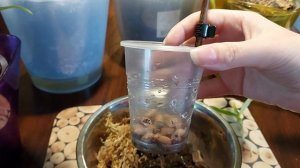 Как правильно посадить детку орхидеи Дендробиум Нобиле.