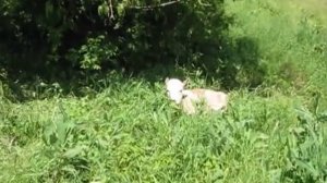 Рацион кормления телят в 3 месяца