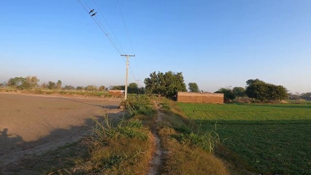 Slingshot Hunting Wild Birds | Perfect Kill Shots смотреть онлайн