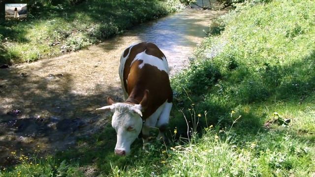 Корова и колокольчик. (Животные. Звуки Австрии) смотреть онлайн