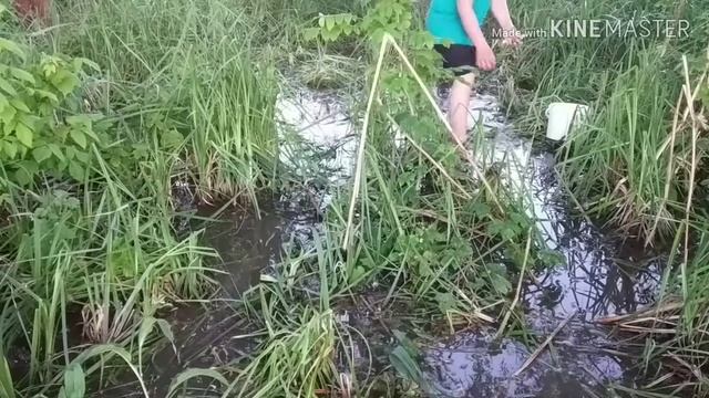 Ловля рыбы руками, наловили 60+ карасей смотреть онлайн