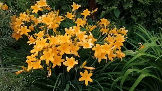 Наш любимый Лилейник Миддендорфа (Hemerocallis Middendorfii) на даче.