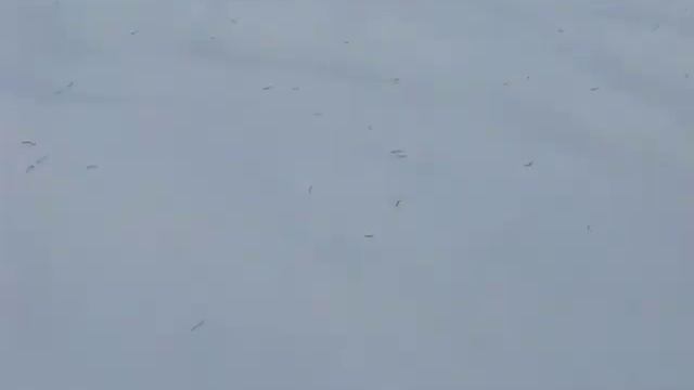 Ice Worms.mov смотреть онлайн