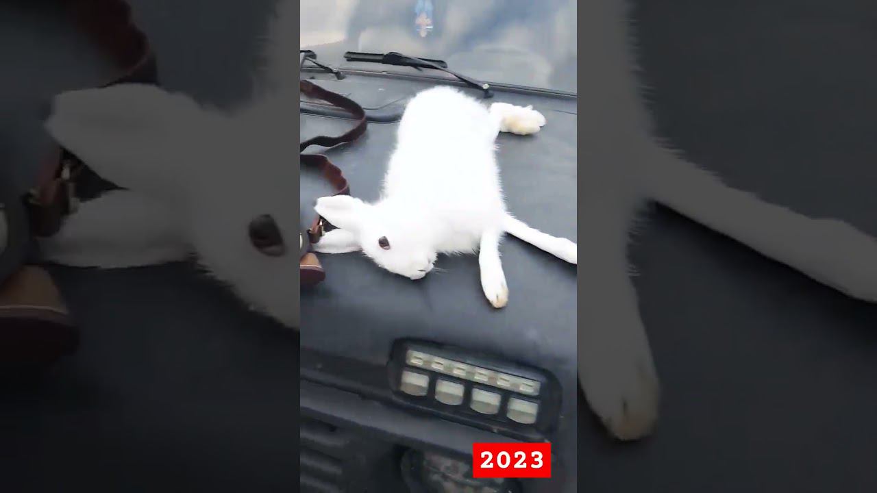 первый заяц в сезоне 2023-2024 смотреть онлайн