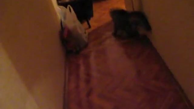 Кот бесится/ Пугливый кот/ Crazy cat смотреть онлайн