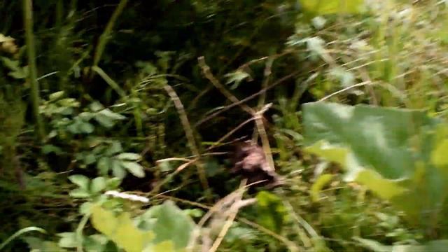 КУПИЛИ ДОМ В ДЕРЕВНЕ.Подруга приехала в гости. Нашли красивые места смотреть онлайн