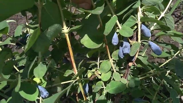 Жимолость - самая ранняя ягода.