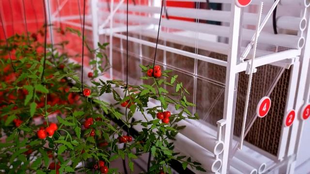 Макет теплицы смотреть онлайн