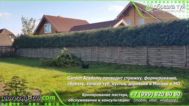 Стрижка туй и обрезка туй по WhatsApp +7(999) 860-80-80 смотреть онлайн