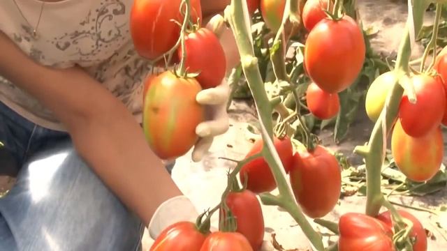 Томат Кровавая мэри смотреть онлайн